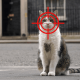 L’Association pour la protection du climat songe à s’emparer du problème de prolifération des chats domestiques en Suisse.
